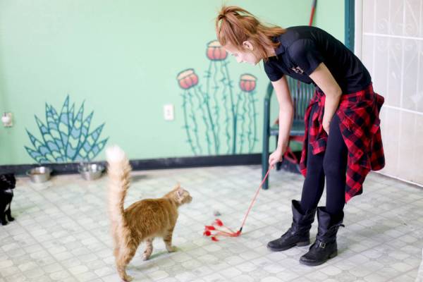La coordinadora de adopciones, Shelby Haycock, juega con Gingeraffe en el área "Cat Condo" de ...