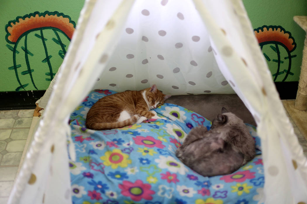 Gatos duermen en el área "Cat Condo" de la Sociedad de Nevada para la Prevención de la Crueld ...