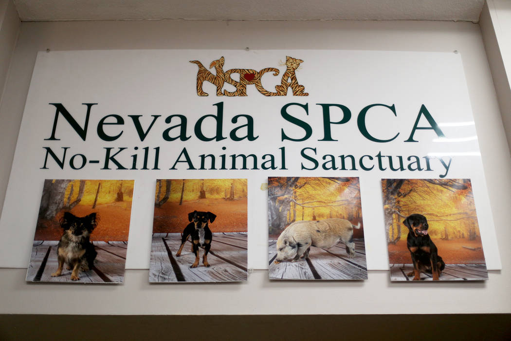 La Sociedad de Nevada para la Prevención de la Crueldad Animal en Las Vegas. La NSPCA anunció ...