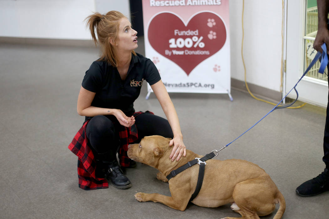 Shelby Haycock acaricia a Gunner en la Sociedad de Nevada para la Prevención de la Crueldad An ...