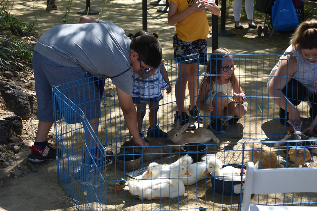 El zoológico para infantes fue una de las actividades más disfrutadas por los asistentes. Sábado 27 de abril de 2019 en Springs Preserve. Foto Anthony Avellaneda / El Tiempo.