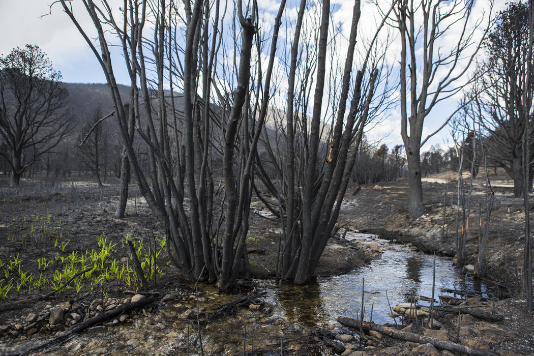 Hierba crece al lado de Strawberry Creek en un área dañada por el incendio de Strawberry en e ...