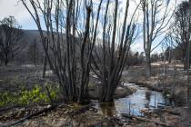 Hierba crece al lado de Strawberry Creek en un área dañada por el incendio de Strawberry en e ...