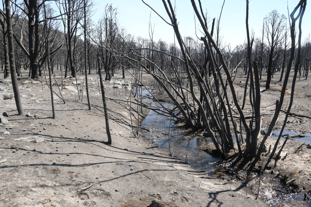 Strawberry Creek serpentea a través de un bosque quemado el jueves en el Parque Nacional Great ...