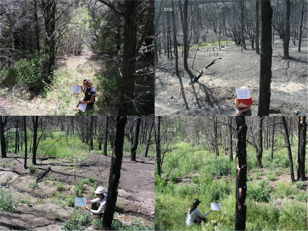Los investigadores sostienen carteles que registran las condiciones del bosque antes y después ...