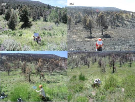 Los investigadores sostienen carteles que registran las condiciones del bosque antes y después ...
