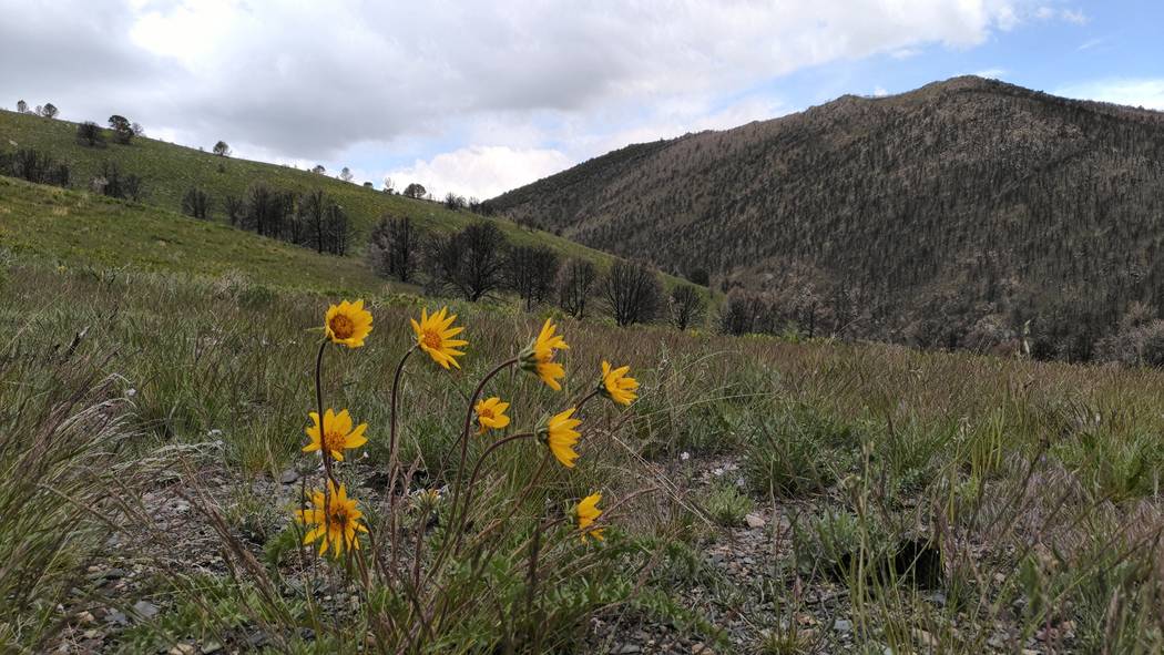 Flores colorean una ladera sobre Strawberry Creek en el Parque Nacional Great Basin en 2018, do ...