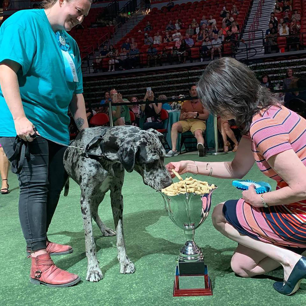 Dottie, 4 años, compitió en la categoría Perros Grandes. Domingo 28 de abril de 2019 en el T ...