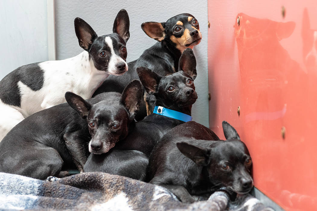 Estos son algunos de los Chihuahuas que están recibiendo evaluaciones médicas y de comportami ...