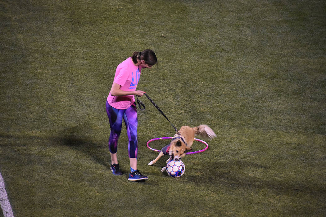 Las Vegas Lights FC impulsó una campaña para que la gente llevara a sus mascotas, que incluso ...