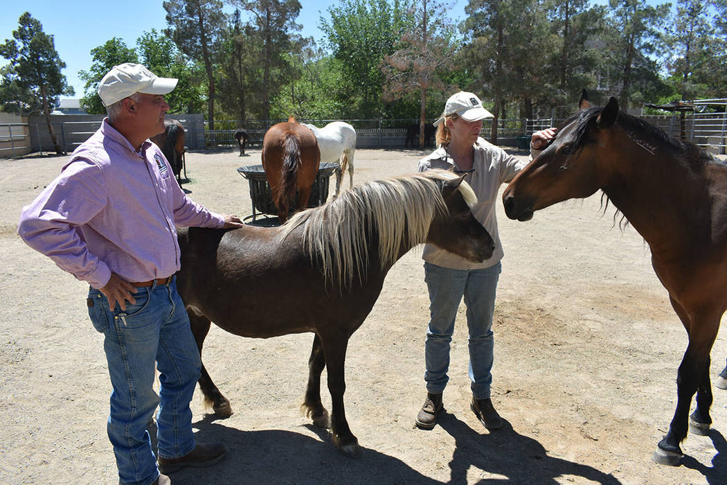 ‘Funny Farm Mustangs’ brinda una oportunidad de vida para burros y caballos que antes habit ...