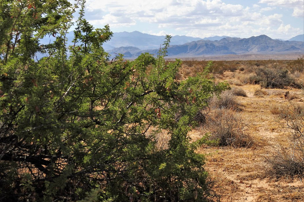 Una acacia catclaw crece en el desierto a unas 30 millas al noreste de Las Vegas en el sitio pr ...
