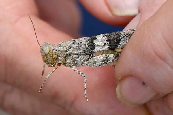El entomólogo del estado de Nevada, Jeff Knight, muestra un saltamontes de alas pálidas en su ...