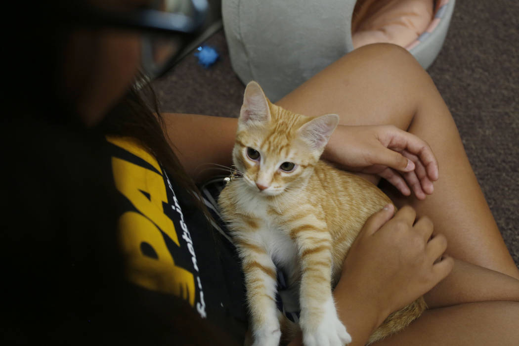 Anaisa Maestas, de 13 años, acaricia un gato en el Rescued Treasures Cat Cafe el martes, 6 de ...