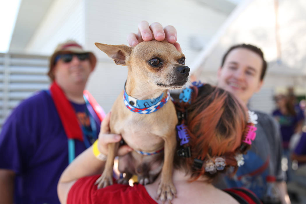 Karen Hughes de Las Vegas sostiene a un perro que le interesó adoptar durante el evento nacion ...
