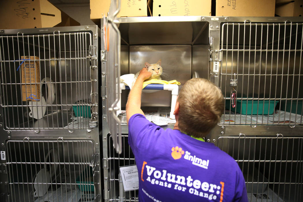 El voluntario Jay Bartos acaricia a un gato durante el evento nacional Clear the Shelters en la ...