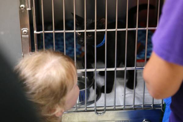Kirstin Gies, de 5 años, de Las Vegas, mira al gato que sus padres adoptaron durante el evento ...