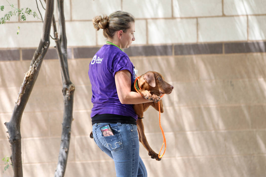 Nicole Bennett, técnica veterinaria con licencia de la Animal Foundation, lleva un perro duran ...