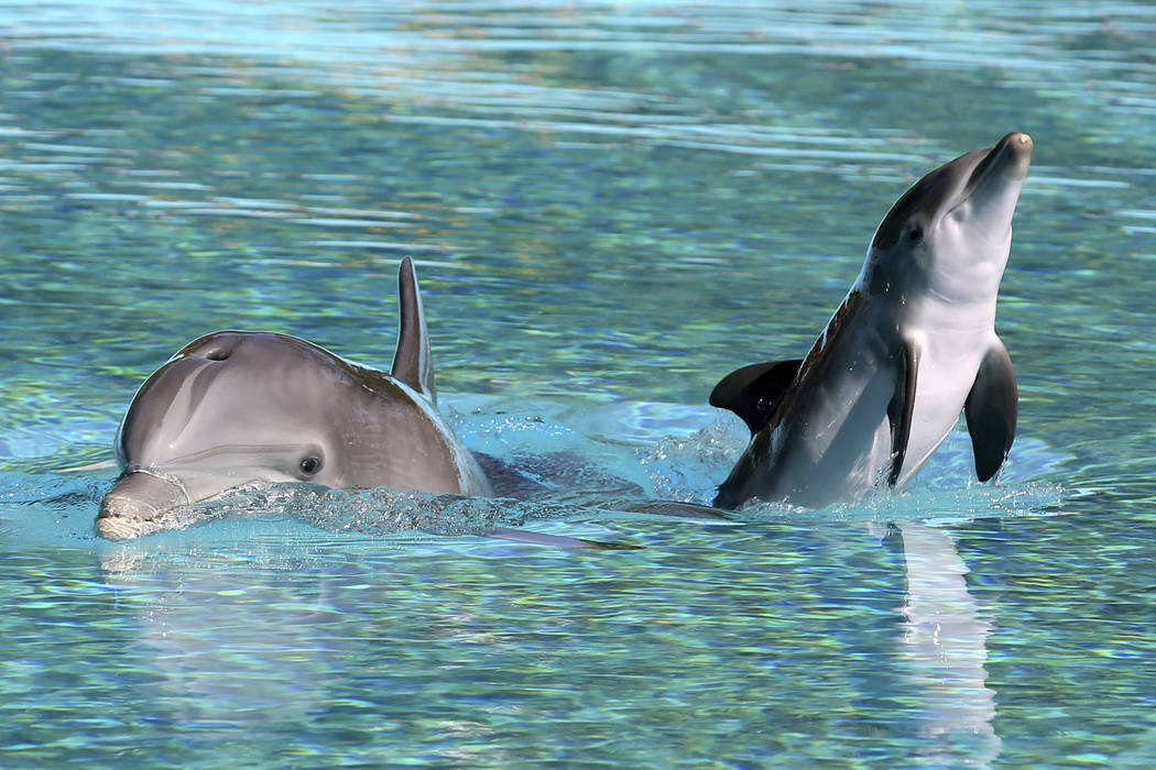 Una bebé delfín nada con su madre, Bella, en Siegfried & Roy's Secret Garden y Dolphin Habita ...