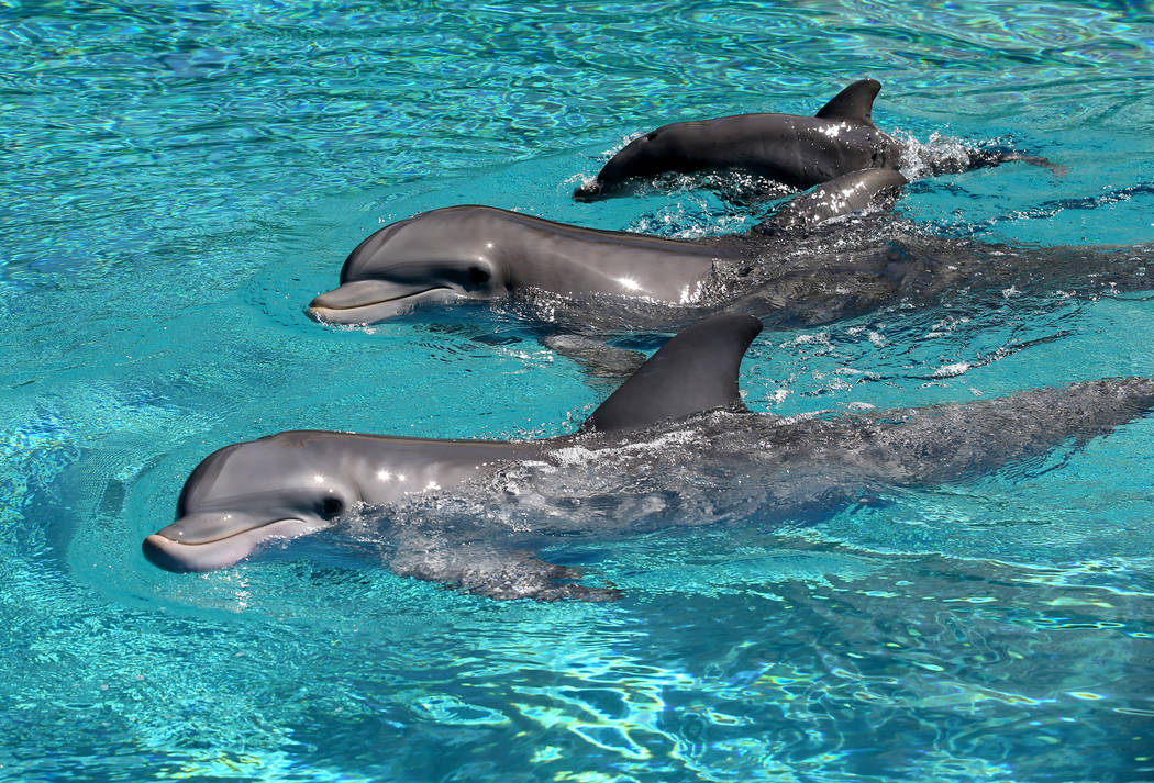 Una cría de delfín, arriba, nada con su madre Bella, en el centro, y su tía Coco en Siegfrie ...