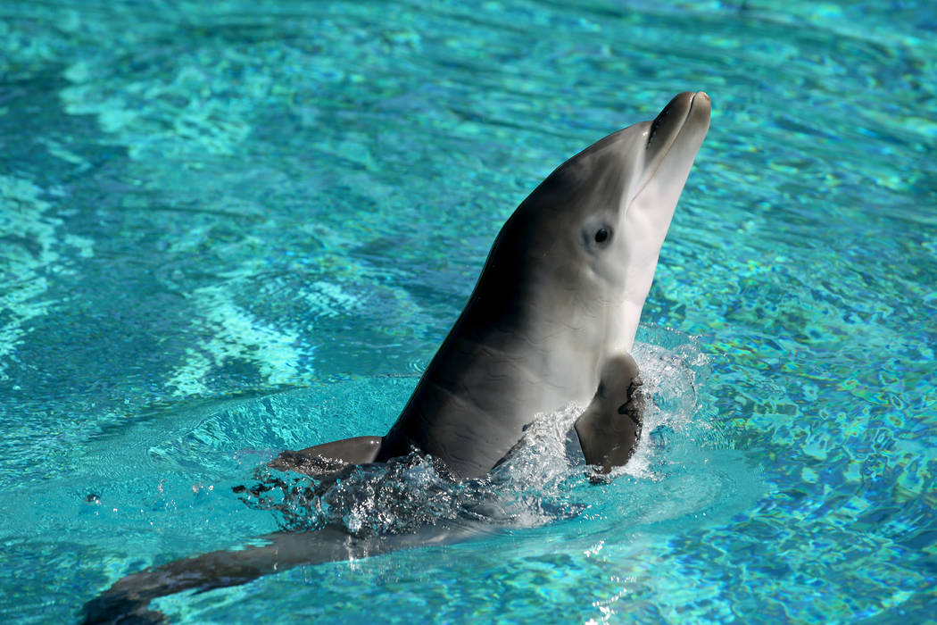 Una delfín bebé en Siegfried & Roy's Secret Garden y Dolphin Habitat en The Mirage en Las Veg ...
