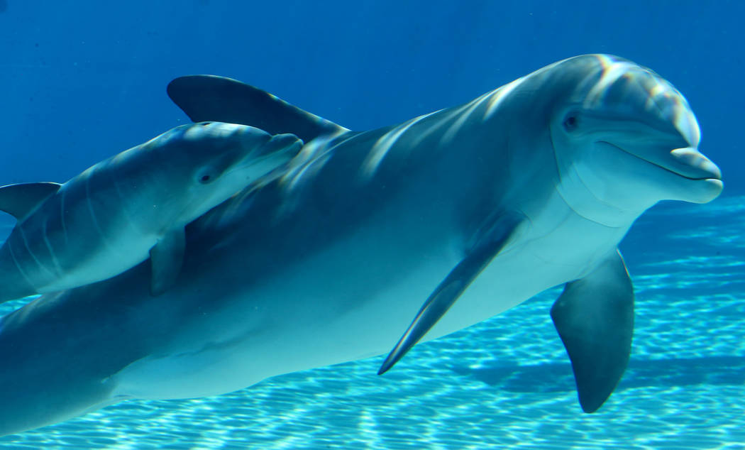 Una bebé delfín nada con su madre, Bella, en Siegfried & Roy's Secret Garden y Dolphin Habita ...