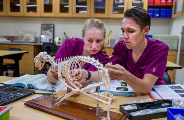 Los estudiantes de primer año Victoria Geithman, izquierda, y Kyle Granger estudian los huesos ...