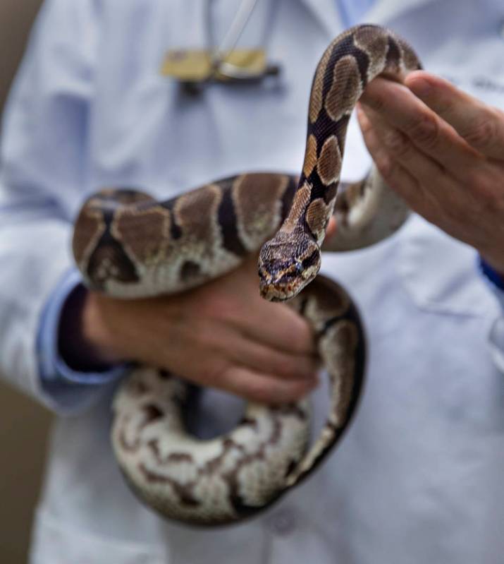 El director del programa, el doctor Dennis Olsen, sostiene la serpiente llamada Ruby que usa pa ...