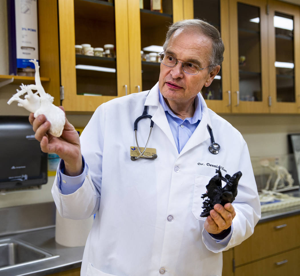 El director del programa, el doctor Dennis Olsen, con un modelo de corazón de galgo utilizado ...