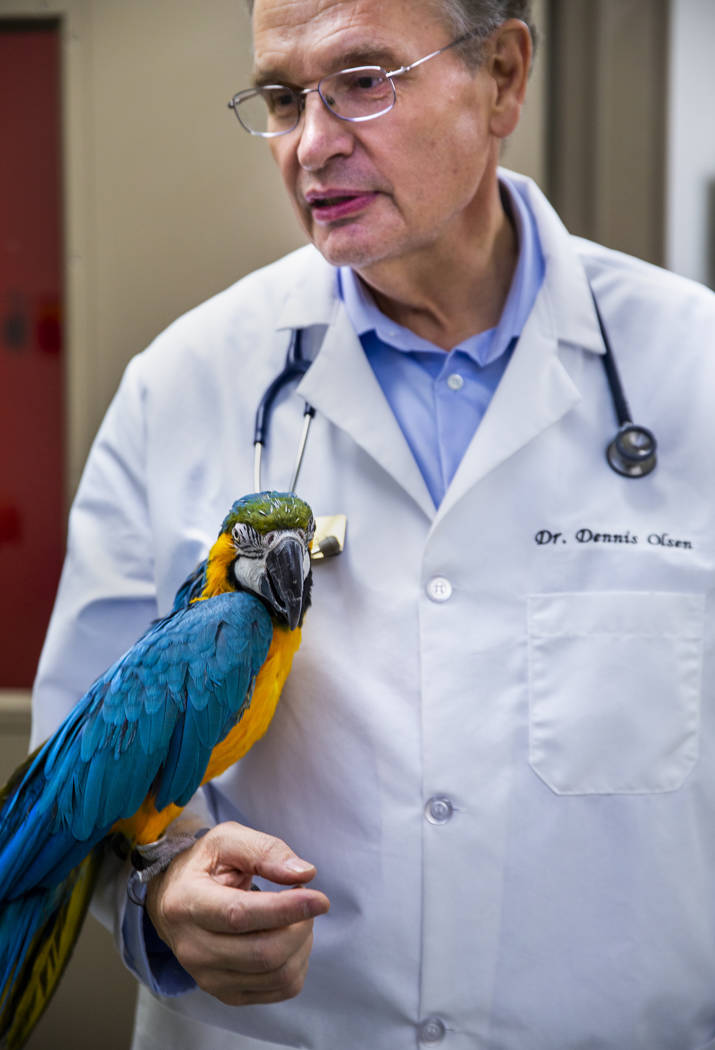 El director del programa, el doctor Dennis Olsen, sostiene un guacamayo azul y dorado llamado L ...