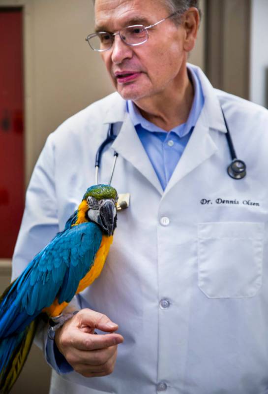 El director del programa, el doctor Dennis Olsen, sostiene un guacamayo azul y dorado llamado L ...
