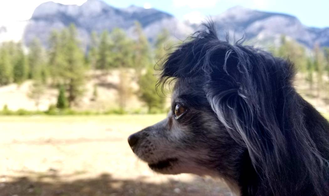 Antes de una caminata a fines de julio, Chica Burt disfruta de las vistas de montañas en Lower ...