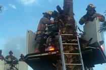 El Departamento de Bomberos de Las Vegas rescató a un hombre de una palmera en el este de Las ...