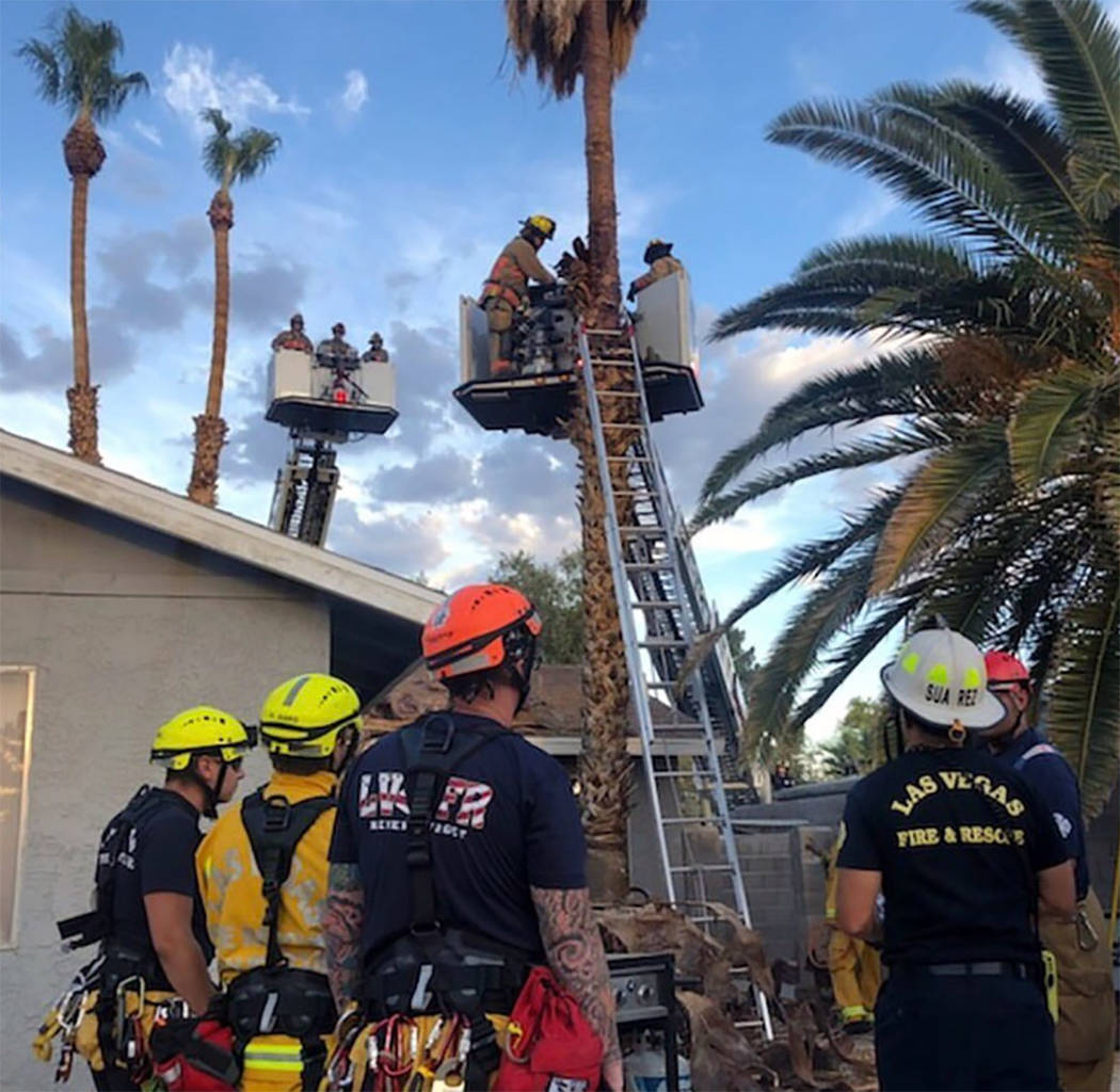El Departamento de Bomberos de Las Vegas rescató a un hombre de una palmera en el este de Las ...