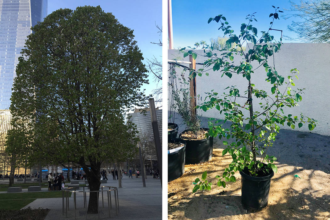 El 9/11 Survivor Tree (a la izquierda) en el monumento conmemorativo del 11 de septiembre en la ...