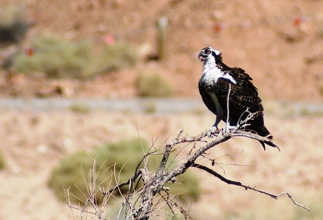 Una águila pescadora encaramada era una de las dos que pescaban desde lo alto de Las Vegas Was ...