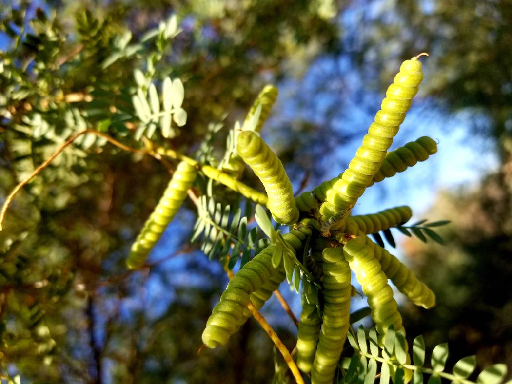 El mezquite de Screwbean se encuentra entre la flora vista en Clark County Wetlands Park.(Natal ...