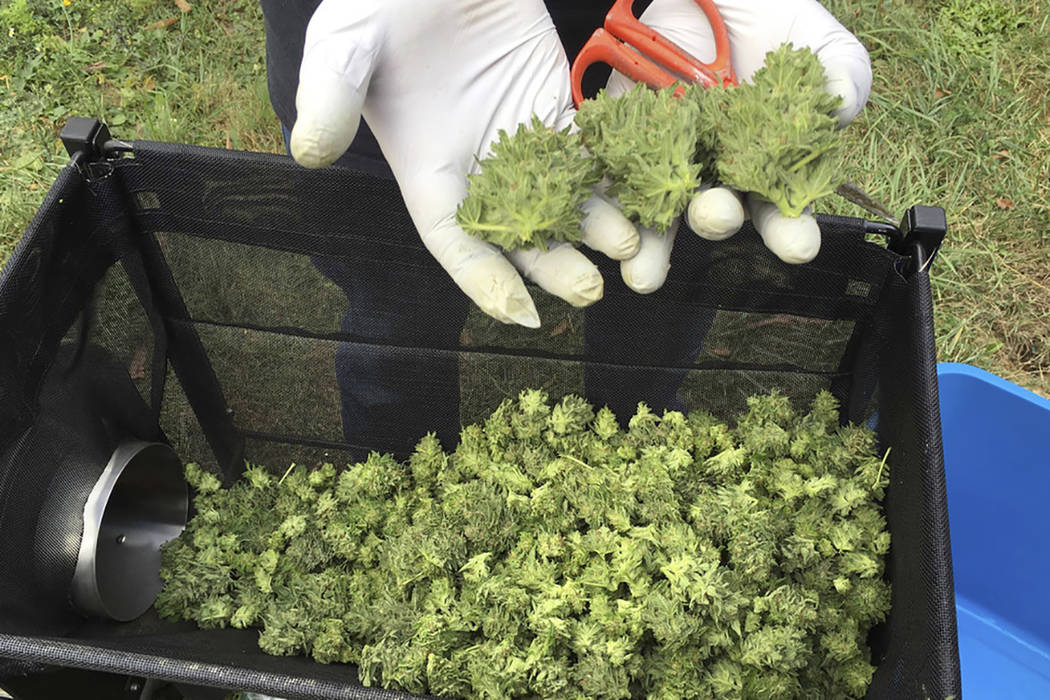Trabajadores cosechan plantas de marihuana. (AP Photo/Andrew Selsky)
