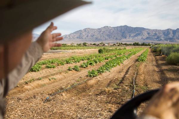 Mark Ruben, director de Gilcrease Orchard, muestra los cultivos de judías verdes del huerto en ...