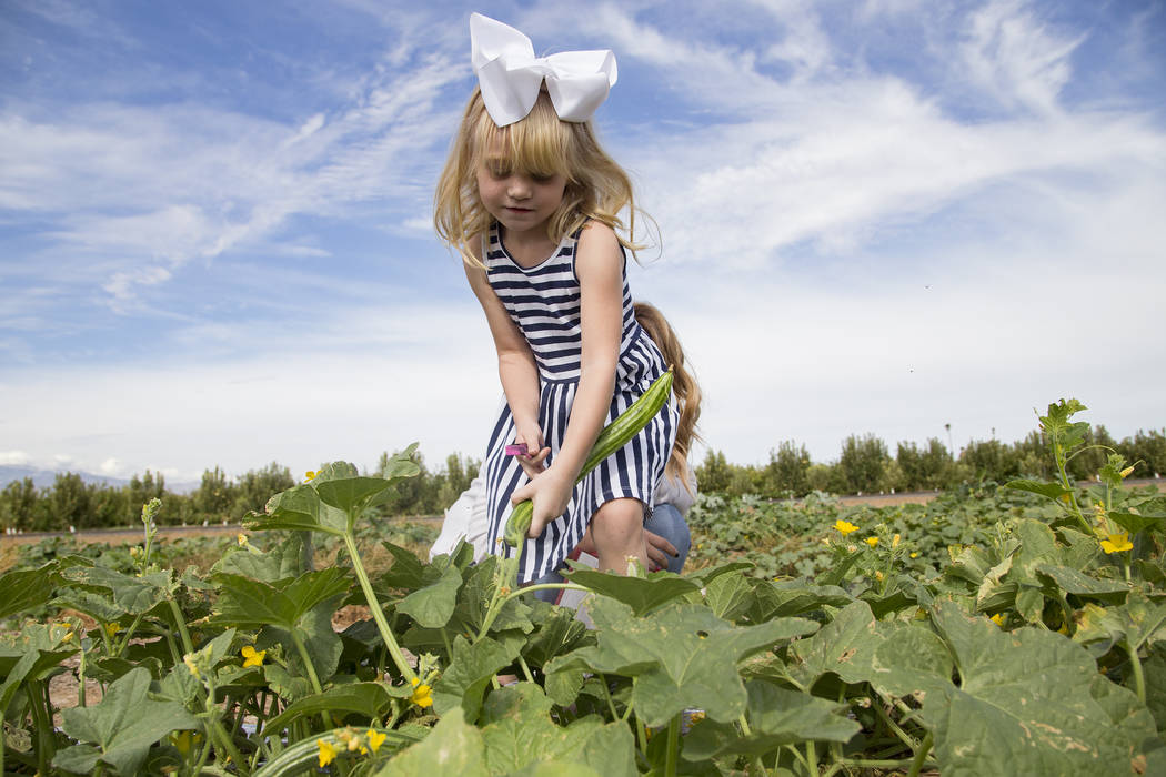 Natalie García, de 4 años, recoge pepinos en Gilcrease Orchard en Las Vegas, jueves 26 de sep ...