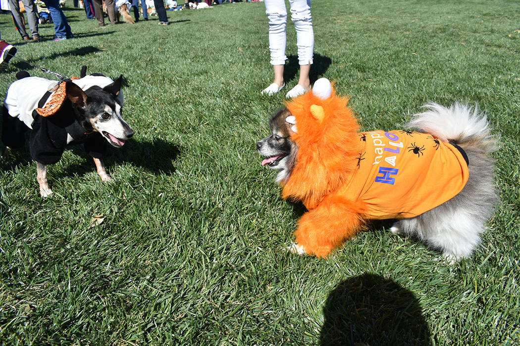 Decenas de mascotas participaron con sus dueños en un divertido concurso de disfraces de Hallo ...