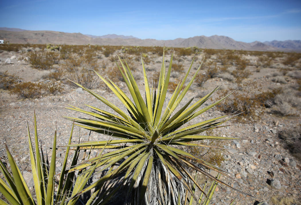 La yucca de Mojave en North Las Vegas el jueves, 24 de octubre de 2019 La BLM venderá cactus y ...