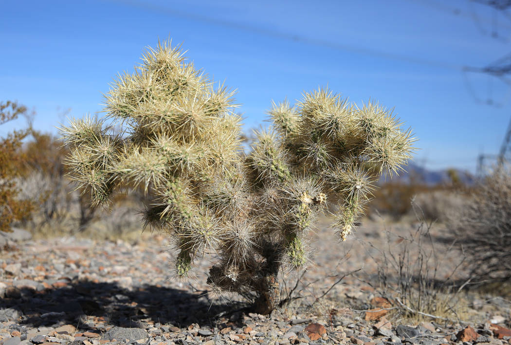 Cholla en North Las Vegas el jueves, 24 de octubre de 2019 La BLM venderá cactus y yucas resca ...