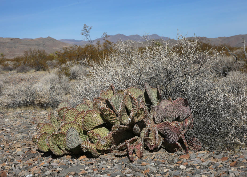El cactus Beavertail en North Las Vegas el jueves, 24 de octubre de 2019 La BLM venderá cactus ...