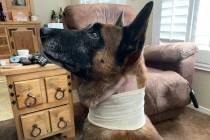 El perro policía de Las Vegas, Hunter, se recupera de sus heridas en su casa el lunes, 28 de o ...