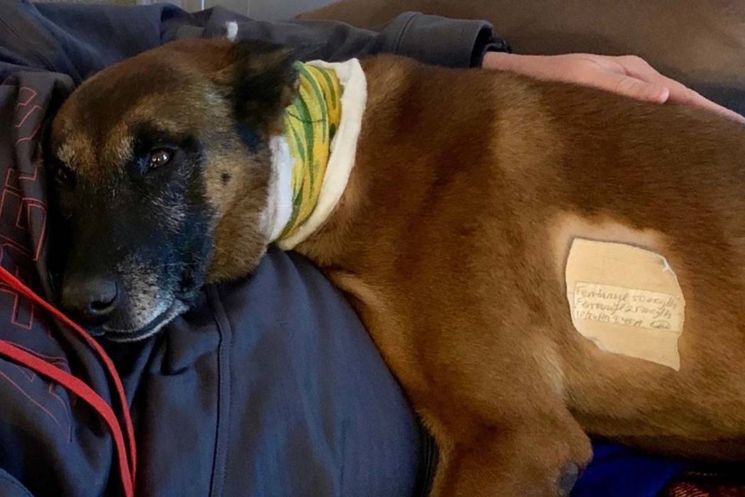 El perro policía de Las Vegas, Hunter, se recupera de sus heridas en su casa el lunes, 28 de o ...