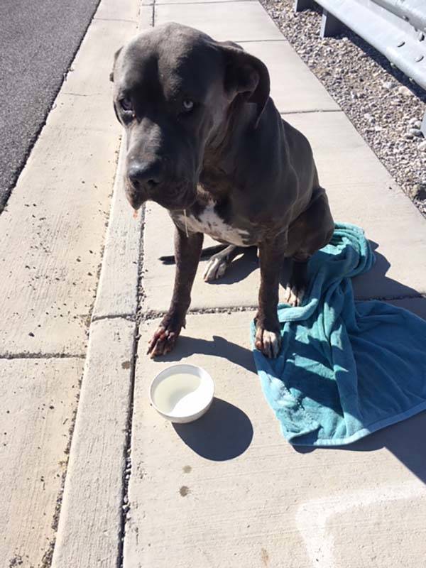 Dudley fue encontrado con un disparo en la cara en la carretera US 95, al noroeste de Las Vegas ...