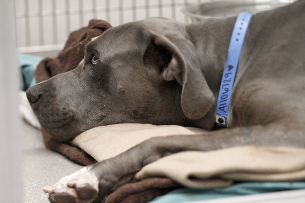 Un perro llamado Dudley es visto en The Animal Foundation en Las Vegas el martes, 19 de noviemb ...