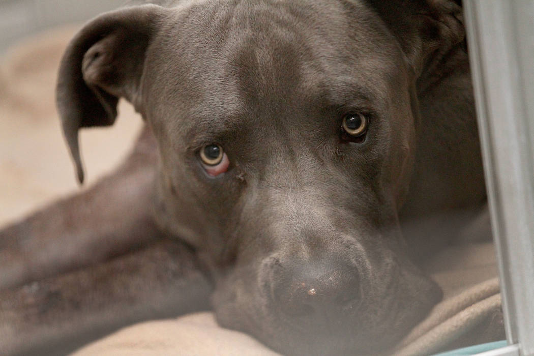 Un perro llamado Dudley es visto en The Animal Foundation en Las Vegas el martes, 19 de noviemb ...