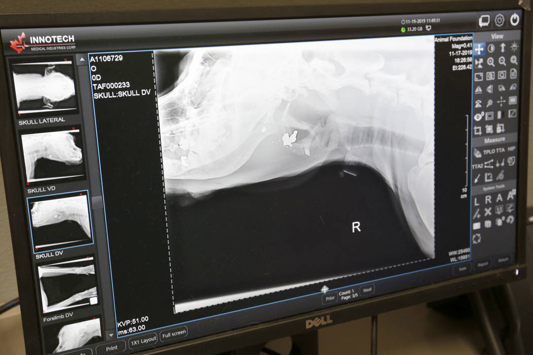 Una imagen de rayos X de un perro llamado Dudley en The Animal Foundation en Las Vegas el marte ...